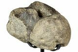 Fossil Mosasaur Vertebra w/ Metal Stand - Texas #316032-1
